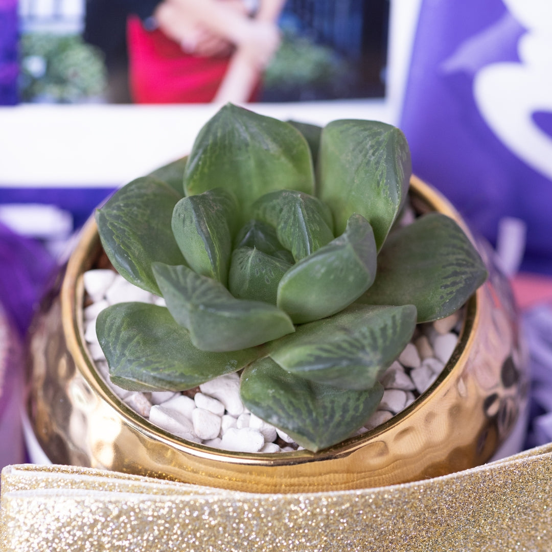 Succulent Plant in Premium Ceramic Pot – A Touch of Greenery