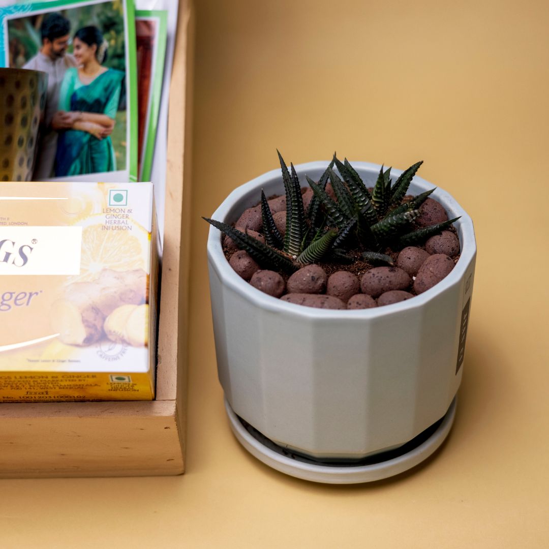 Premium Succulent Plant in Ceramic Pot | Natural Elegance