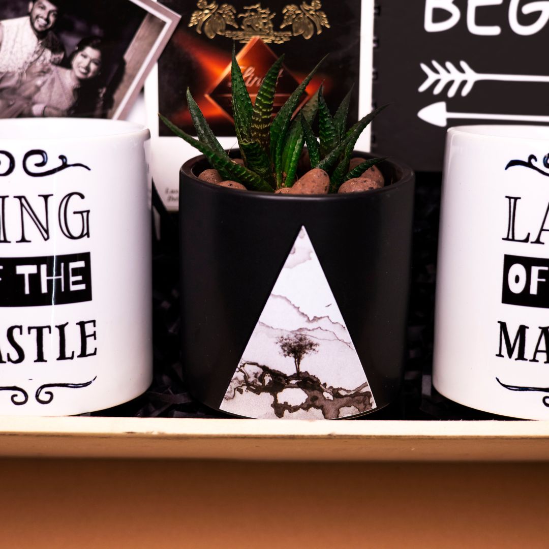 Succulent Plant in Premium Ceramic Pot | Natural Elegance