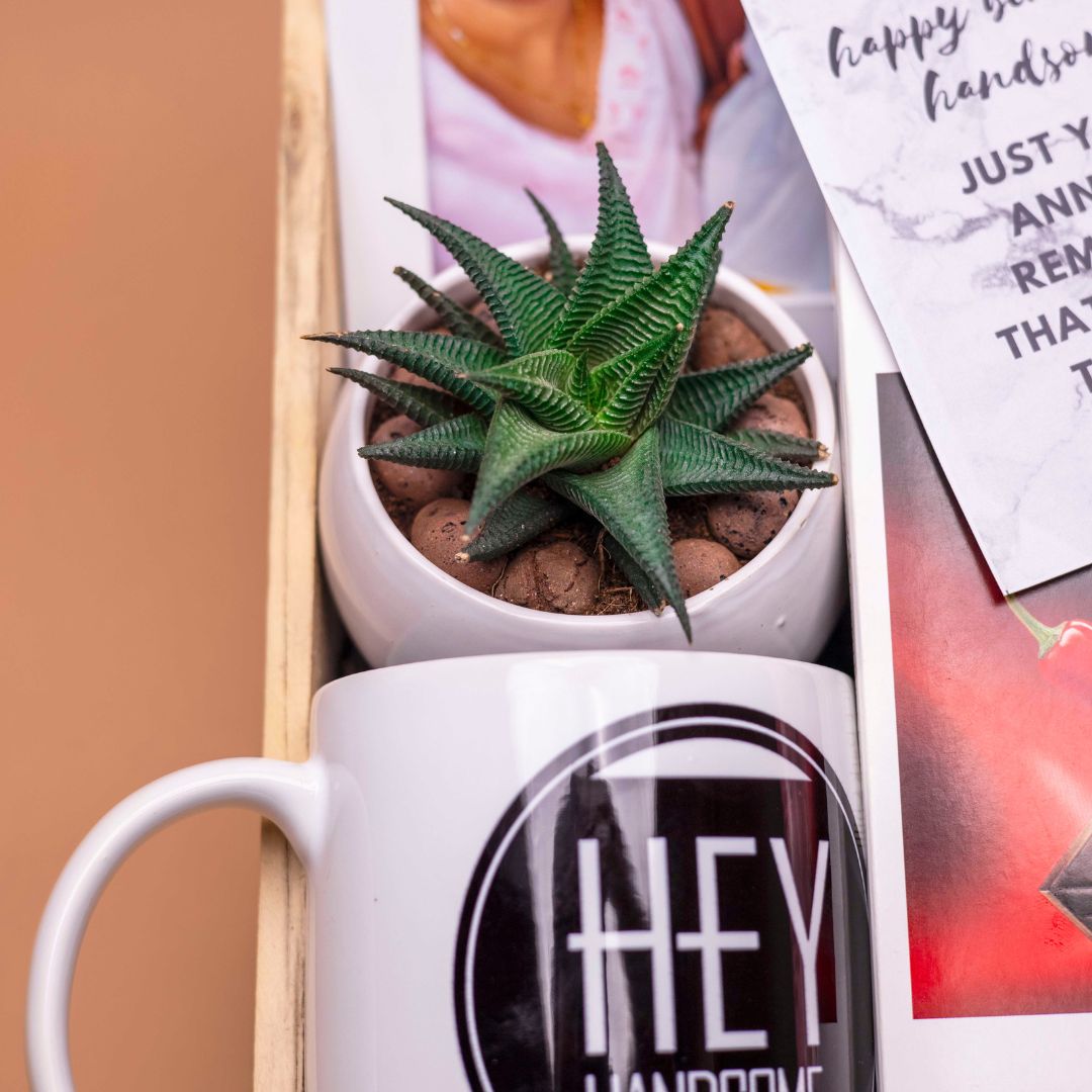 Succulent Plant in Ceramic Pot | Nature's Beauty