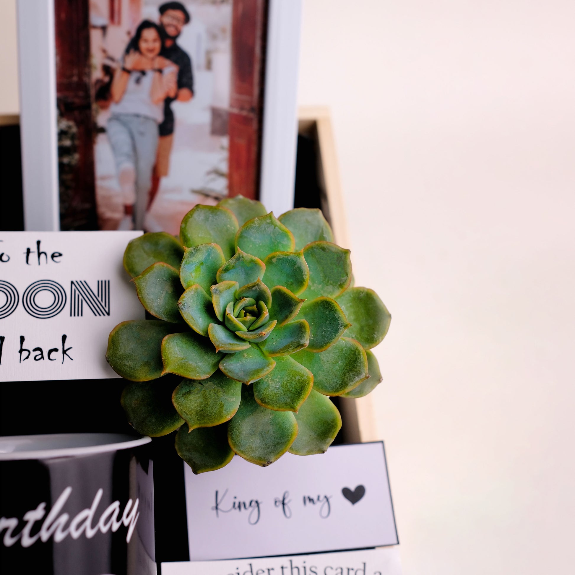 To the Moon and Back Gift Hamper  Indoor Succulent Plant in Ceramic Pot | Growing Affection
