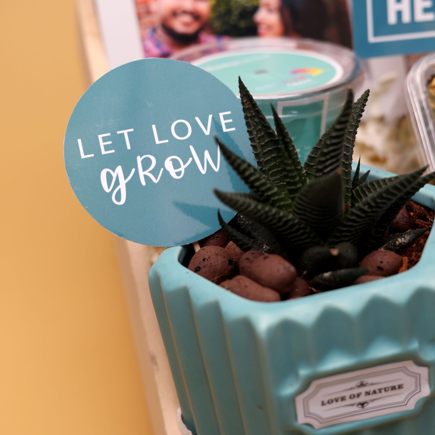 Indoor Succulent in Ceramic Pot – Fresh Green Desk Plant Gift